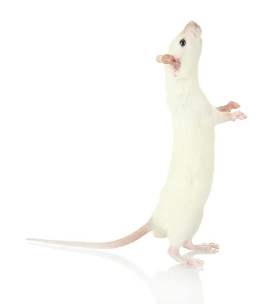 Pequeña rata divertida, aislada en blanco —  Fotos de Stock