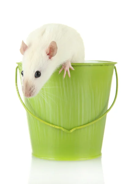 Ratinho engraçado no balde, isolado no branco — Fotografia de Stock