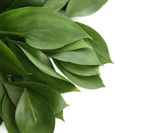 Belle foglie verdi, isolate su bianco — Foto Stock
