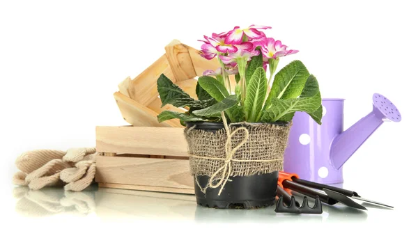Beautiful pink primula in flowerpots and gardening tools, isolated on white — Stock Photo, Image