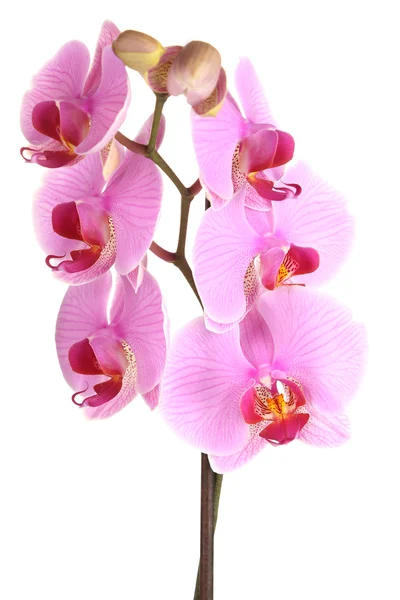 Milda vackra orkidé isolerad på vit — Stockfoto