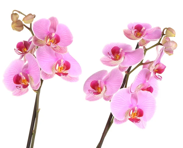 Orquídea bonita suave isolada no branco — Fotografia de Stock