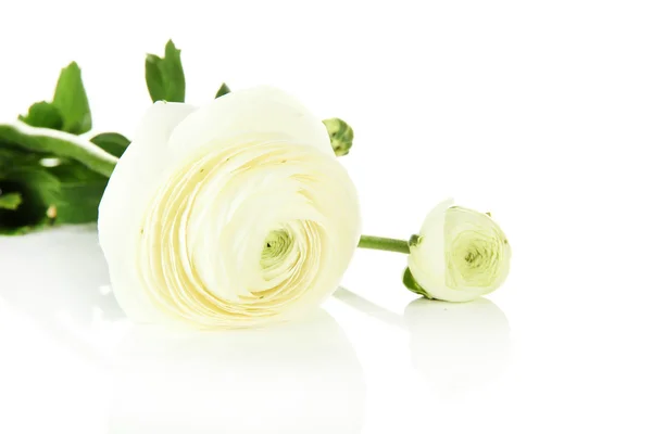 Ranunculus (renoncule persan), isolé sur blanc — Photo