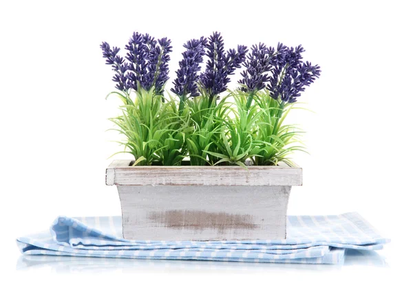 Beautiful lavender in wooden pot isolated on white — Stock Photo, Image