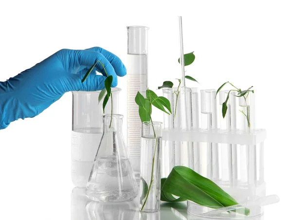 Test tubes with plant on light background — Stock Photo, Image