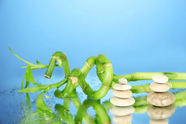 Stillleben mit grünem Bambus und Steinen, auf blauem Hintergrund — Stockfoto