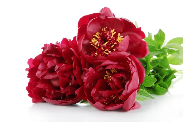 Güzel peonies üzerinde beyaz izole — Stok fotoğraf