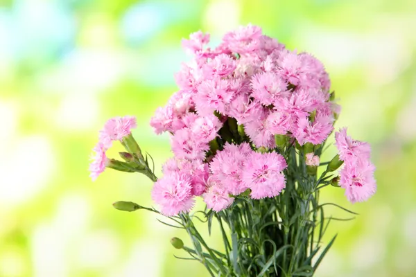 Muitos pequenos cravos rosa no fundo da natureza — Fotografia de Stock