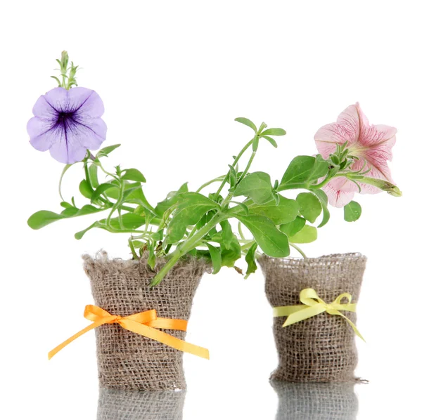 Petunias in pots isolated on white — Stock Photo, Image