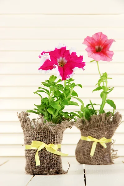 Petunias en macetas sobre fondo de madera — Foto de Stock