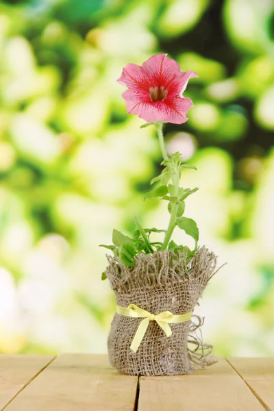 Petunia in pot on wooden table on nature background — Stock Photo, Image