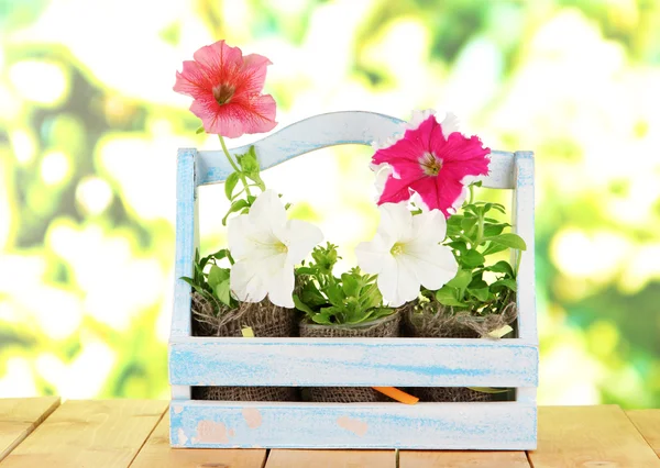 Petunias in pots in basket on wooden table on nature background — Stock Photo, Image