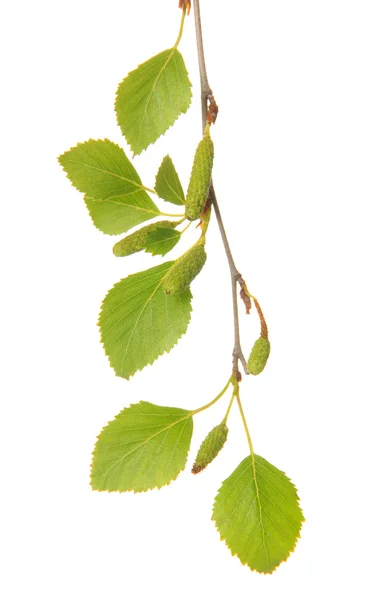 Grüne Birkenblätter isoliert auf weißem Grund — Stockfoto