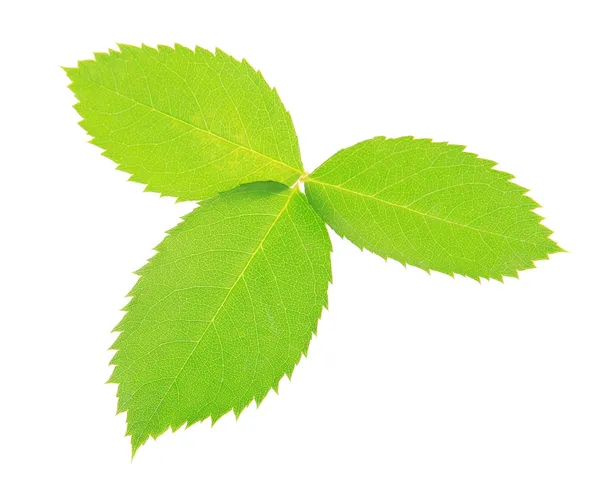 Green leaf isolated on white — Stock Photo, Image