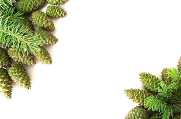 Cones verdes e abeto isolado em branco — Fotografia de Stock