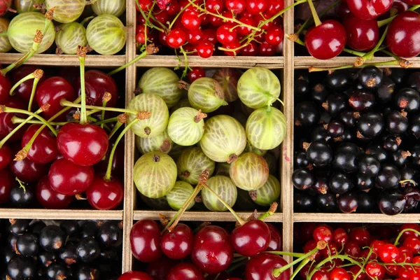 Різні літні ягоди в дерев'яній ящику, крупним планом — стокове фото
