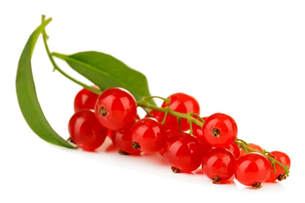 Rama de grosella roja aislada sobre blanco — Foto de Stock