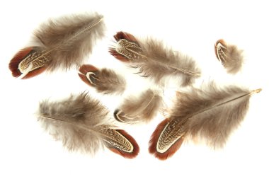 güzel dekoratif tüyler, üzerinde beyaz izole