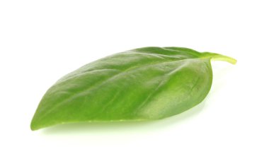 beyaz izole yeşil taze fesleğen