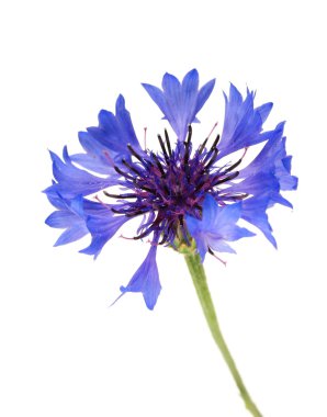 güzel peygamberçiçeği, üzerinde beyaz izole