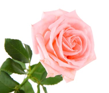 Beyaz üzerine izole edilmiş güzel gül