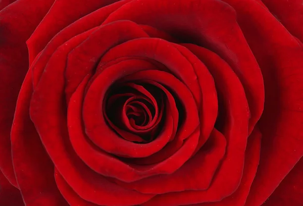 Vacker röd ros, närbild — Stockfoto