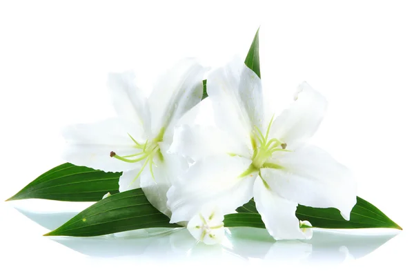 Krásné lilie, izolované na bílém — Stock fotografie