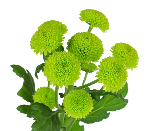 Schöne grüne Chrysantheme isoliert auf weiß — Stockfoto