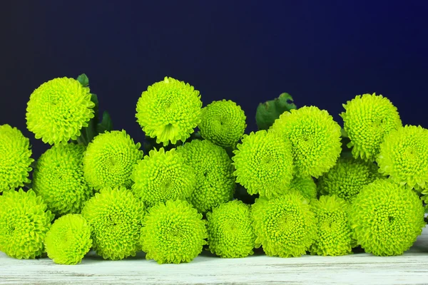 Schöne grüne Chrysantheme auf dem Tisch auf dunkelblauem Hintergrund — Stockfoto