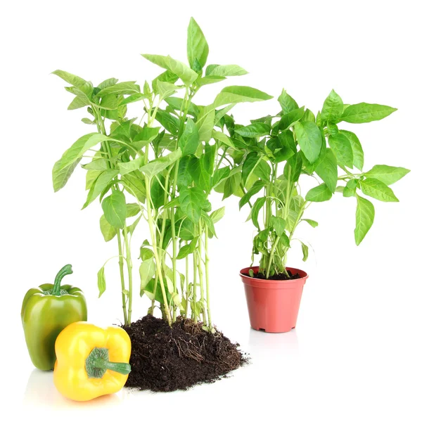 Pepper seedlings isolated on white — Stock Photo, Image