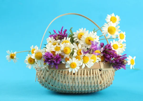 Hermosas flores silvestres en cesta, sobre fondo azul —  Fotos de Stock
