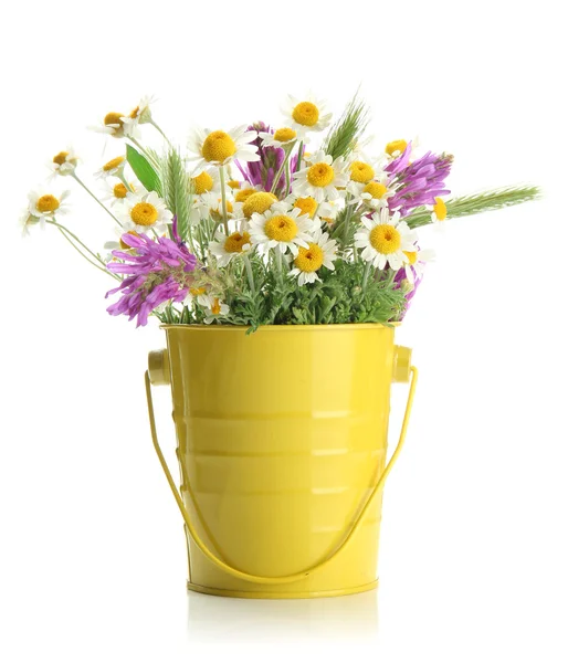 Schöne Wildblumen in — Stockfoto