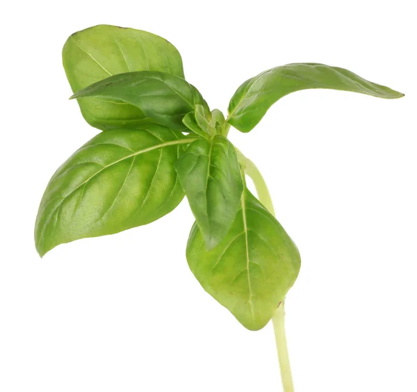 Green fresh basil isolated on white — Stock Photo, Image
