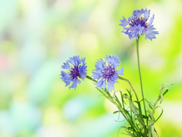 Beautiful bouquet of cornflowers on green background — Stock Photo, Image