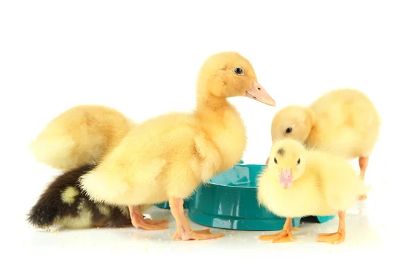 Cute ducklings, with drinking bowl isolated on white — Stock Photo, Image