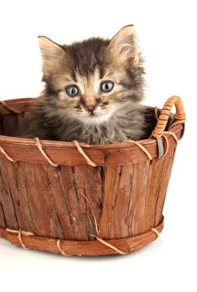 Pequeño gatito en cesta aislado en blanco —  Fotos de Stock