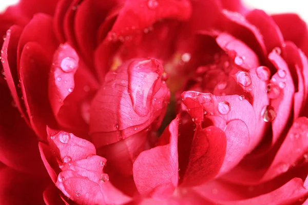 Tea rose close up — Stock Photo, Image