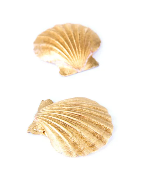 Conchas marinas coloridas aisladas en blanco — Foto de Stock