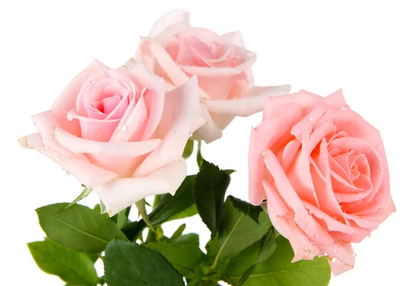 Gyönyörű rózsa csokor elszigetelt fehér — Stock Fotó