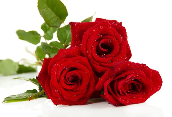 Hermosas rosas, aisladas en blanco — Foto de Stock