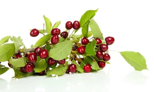 Twig with cherries, isolated on white — Stock Photo, Image