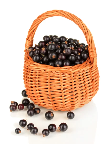 Fresh black currant in wicker basket isolated on white — Stock Photo, Image