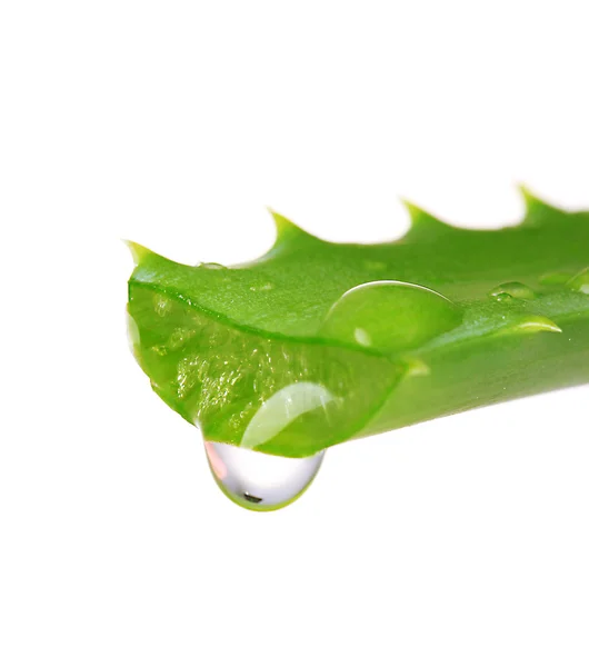 Aloe listy s kapkou, izolované na bílém — Stock fotografie
