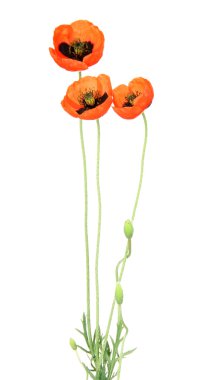 Haşhaş çiçekleri beyaz üzerine izole