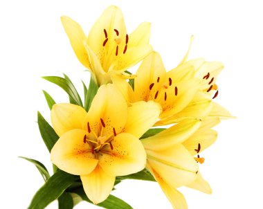 güzel turuncu lilyum, beyaz izole