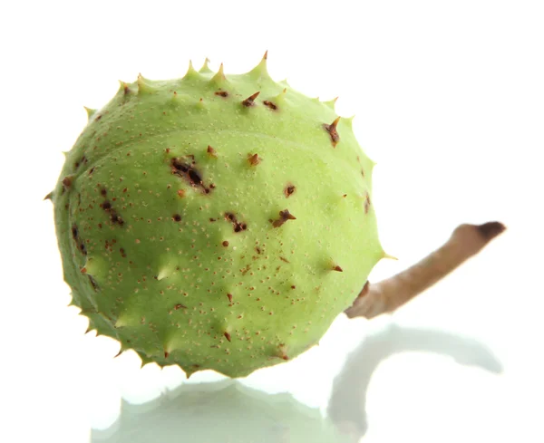 Green shestnut, isolated on white — Stock Photo, Image