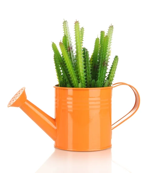 Cactuses in watering can isolated on white — Stock Photo, Image