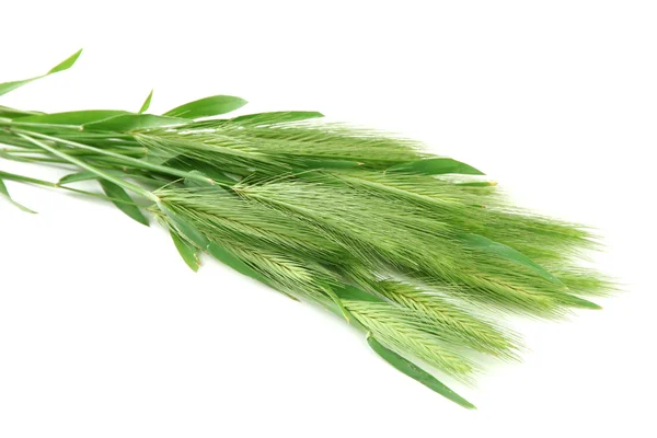 Green spikelets, isolated on white — Stok fotoğraf