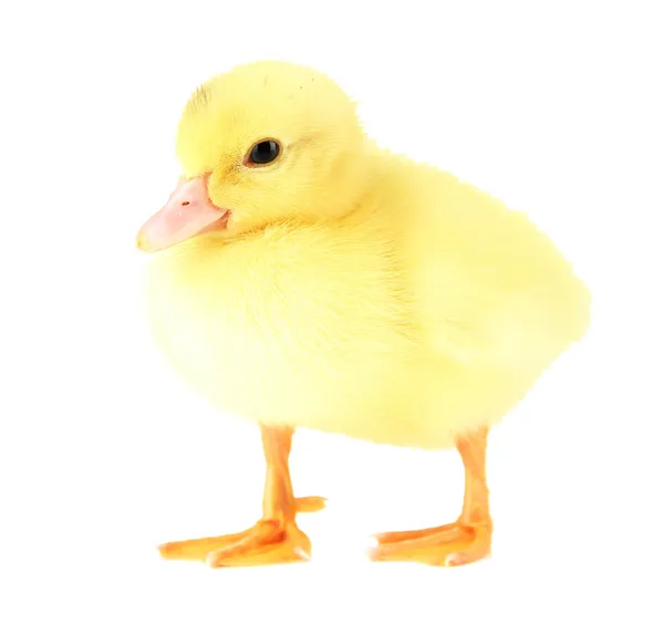 Cute duckling, isolated on white — Stock Photo, Image