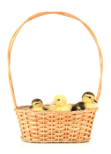 Cute ducklings in wicker basket, isolated on white — Stock Photo, Image